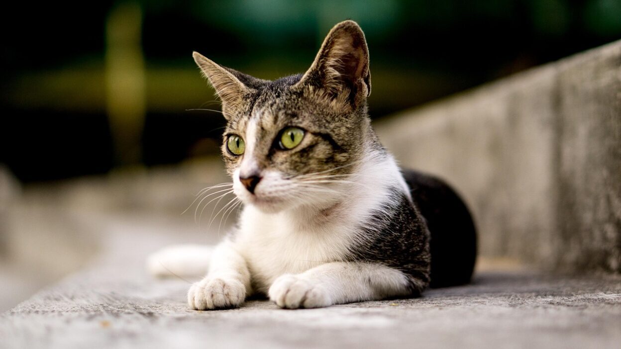 sweet cat 1739970187