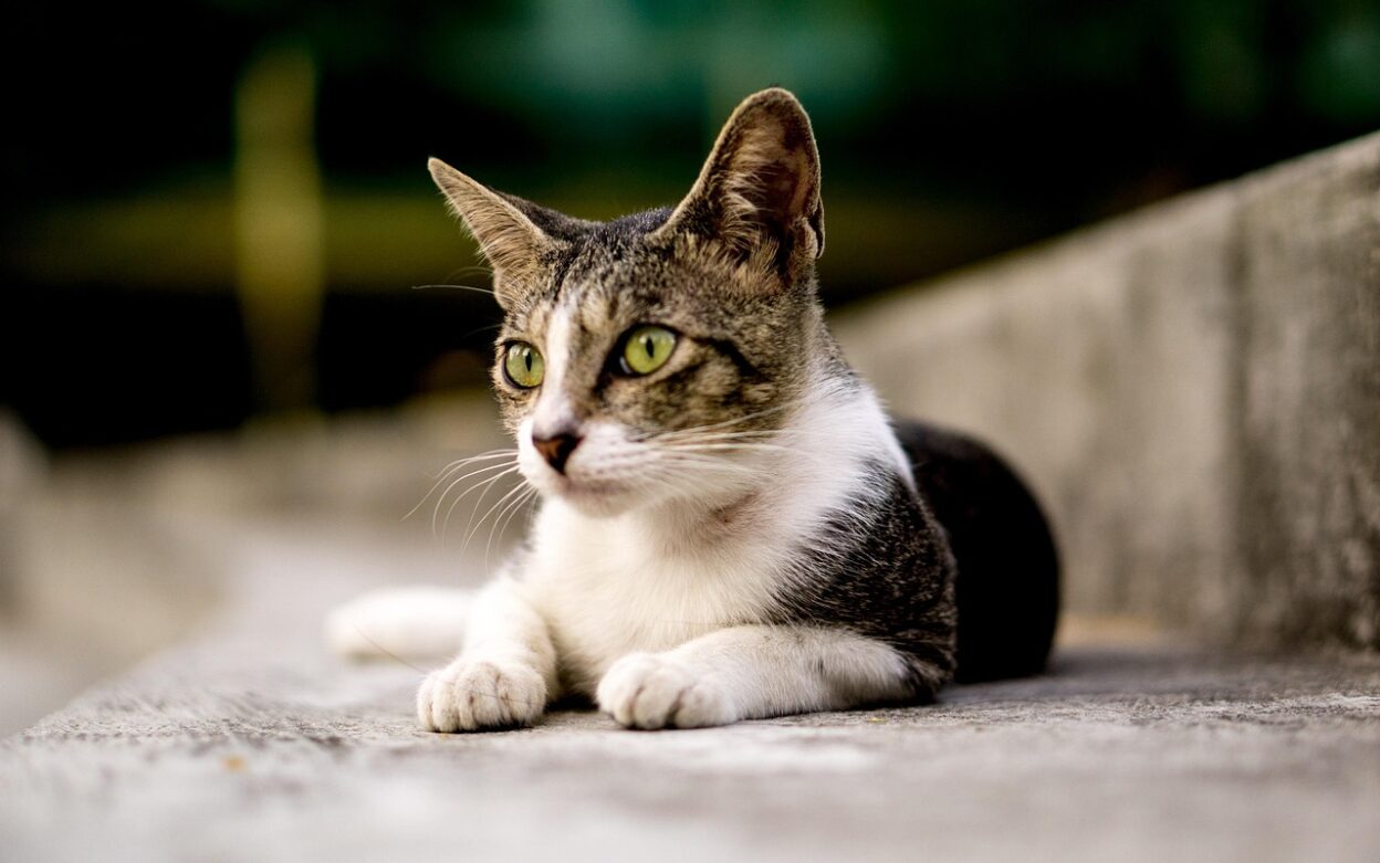sweet cat 1739970187
