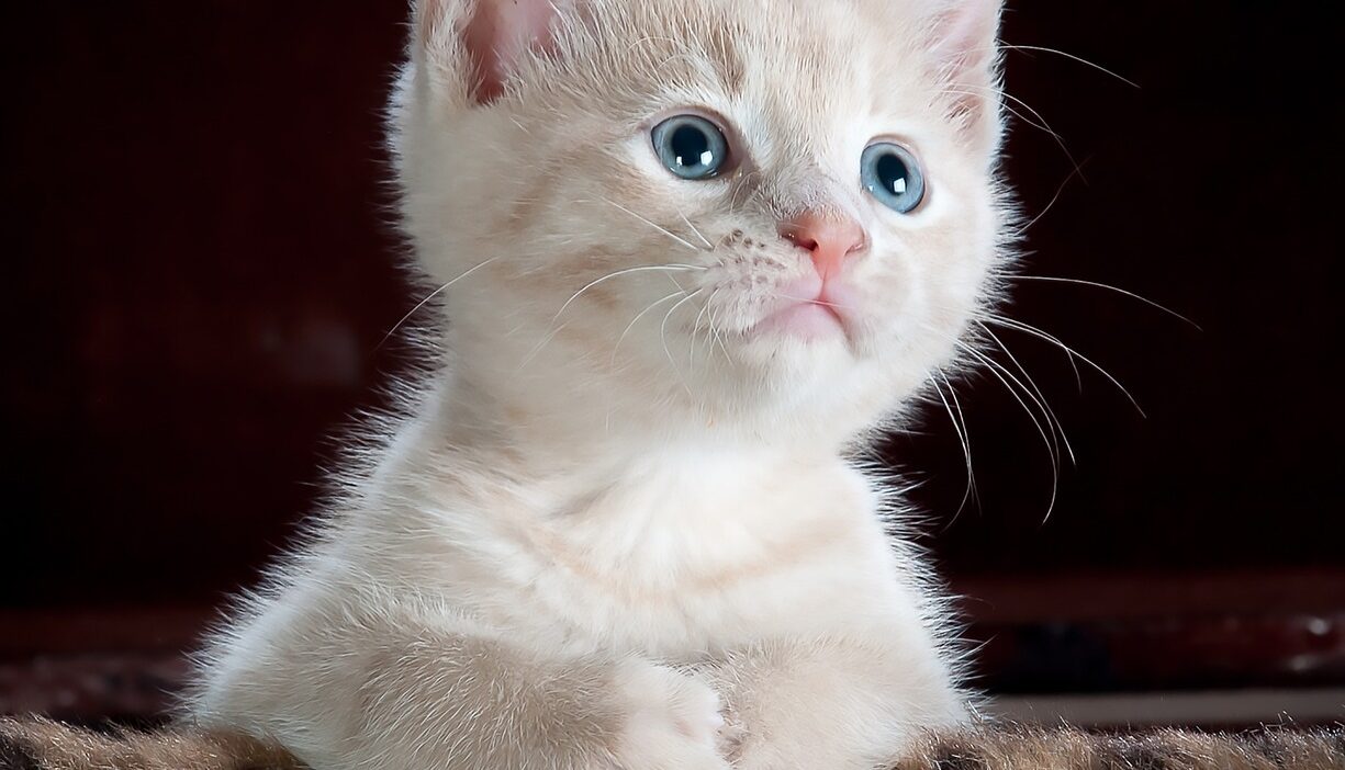 sweet cat 1739970206