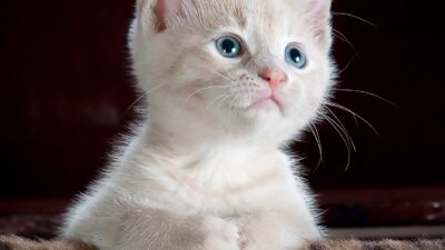 sweet cat 1739970206