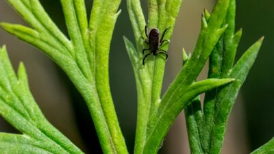 dog tick 10959295