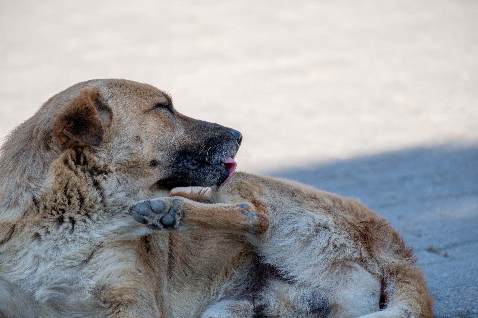 Köpeklerde Kene Isırığı ve Korunma Yöntemleri