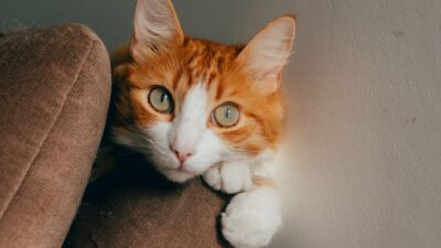 cat kidney 35569231