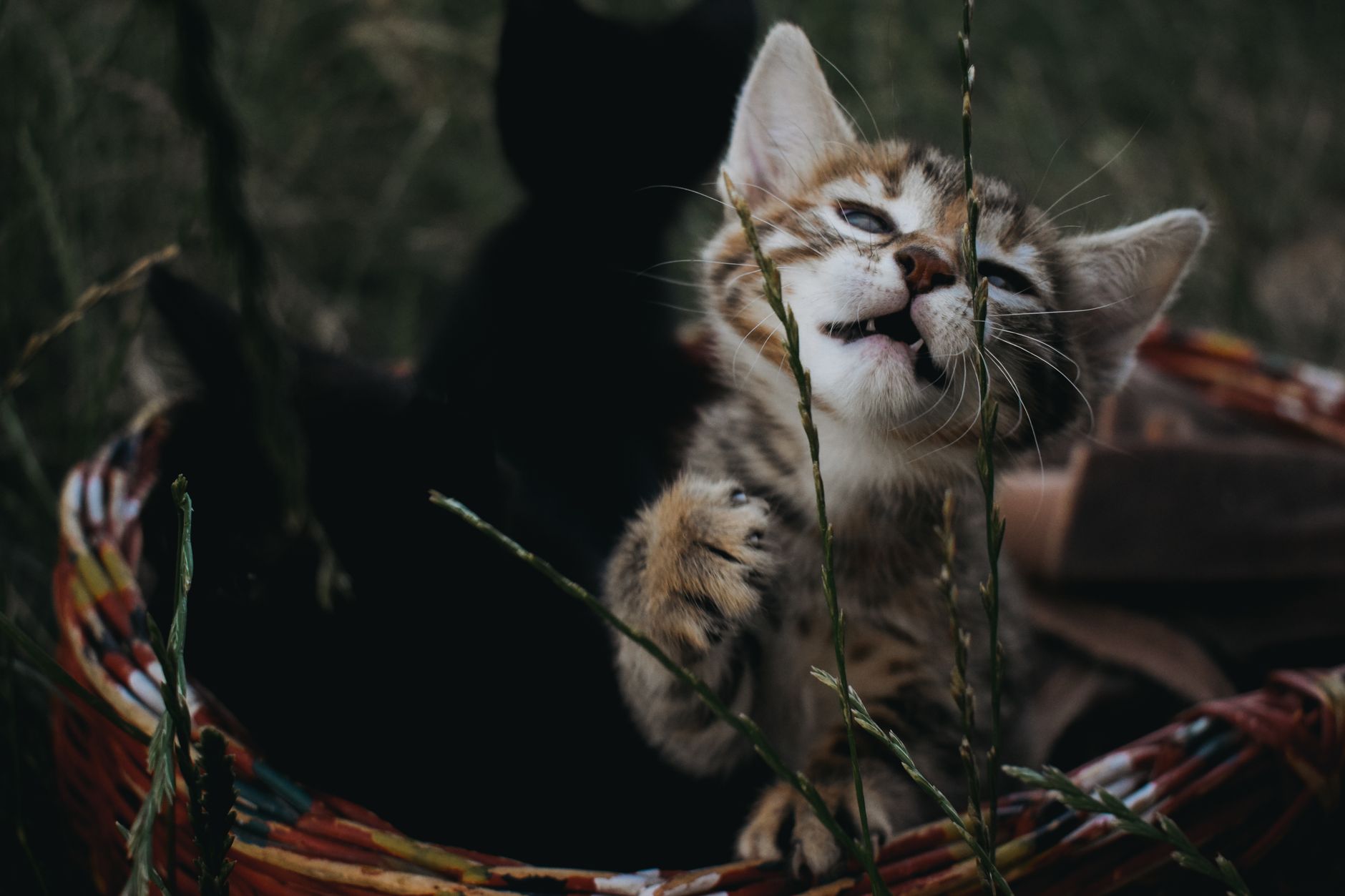 Kedi Kumu Seçimi ve Tuvalet Eğitimi Rehberi