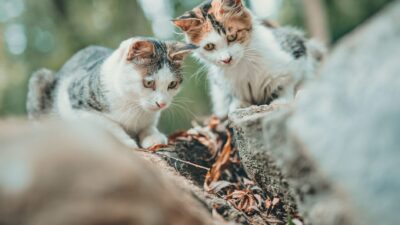 cat litter 4858798