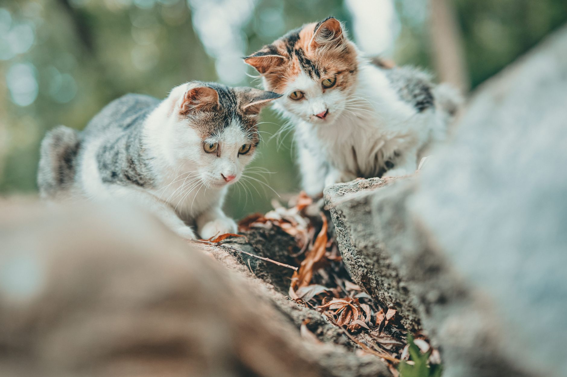 Kedi Kumu Seçimi ve Tuvalet Eğitimi Rehberi