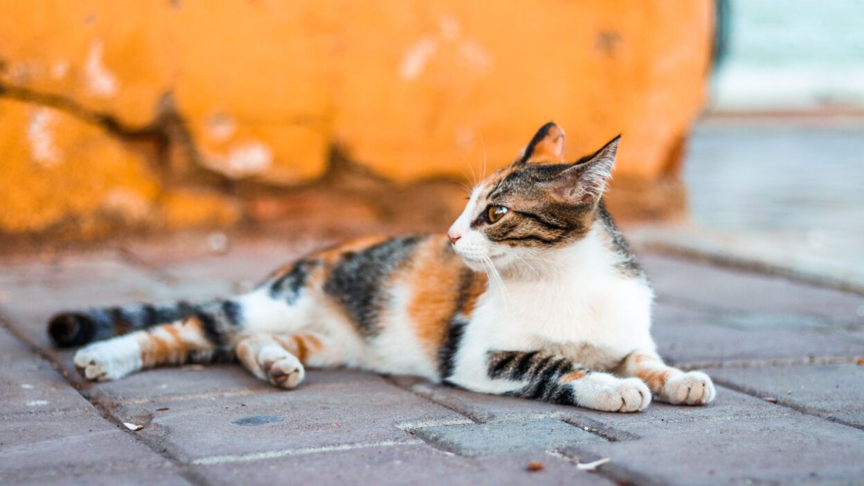 cat spaying 1103902