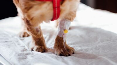 dog illness signs 4074725
