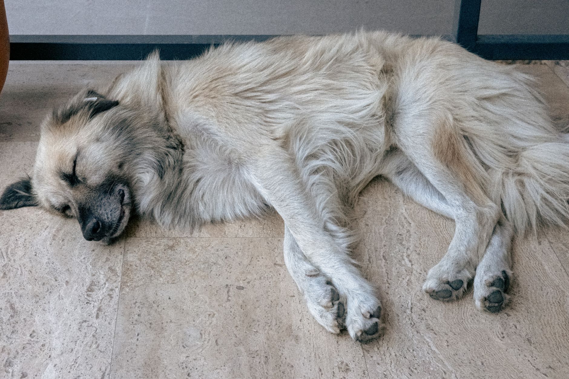 Köpeğiniz Halsizse: Basit mi, Yoksa Tehlikeli mi?