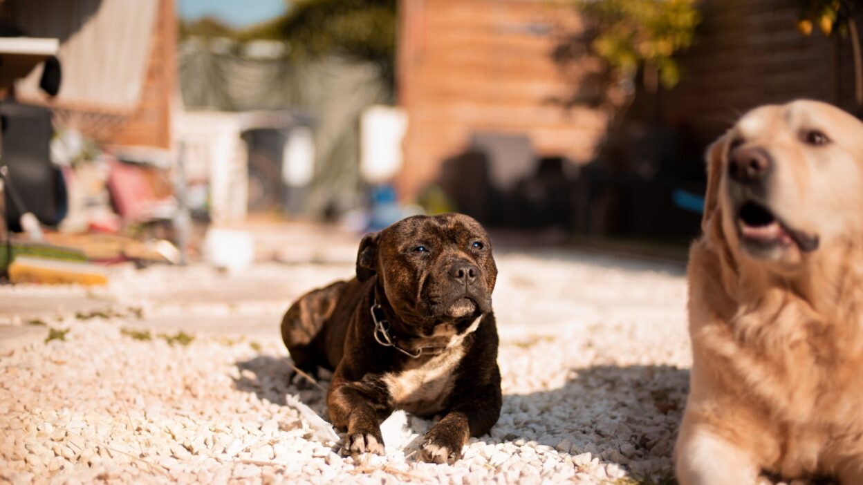 dog lethargy 30157115