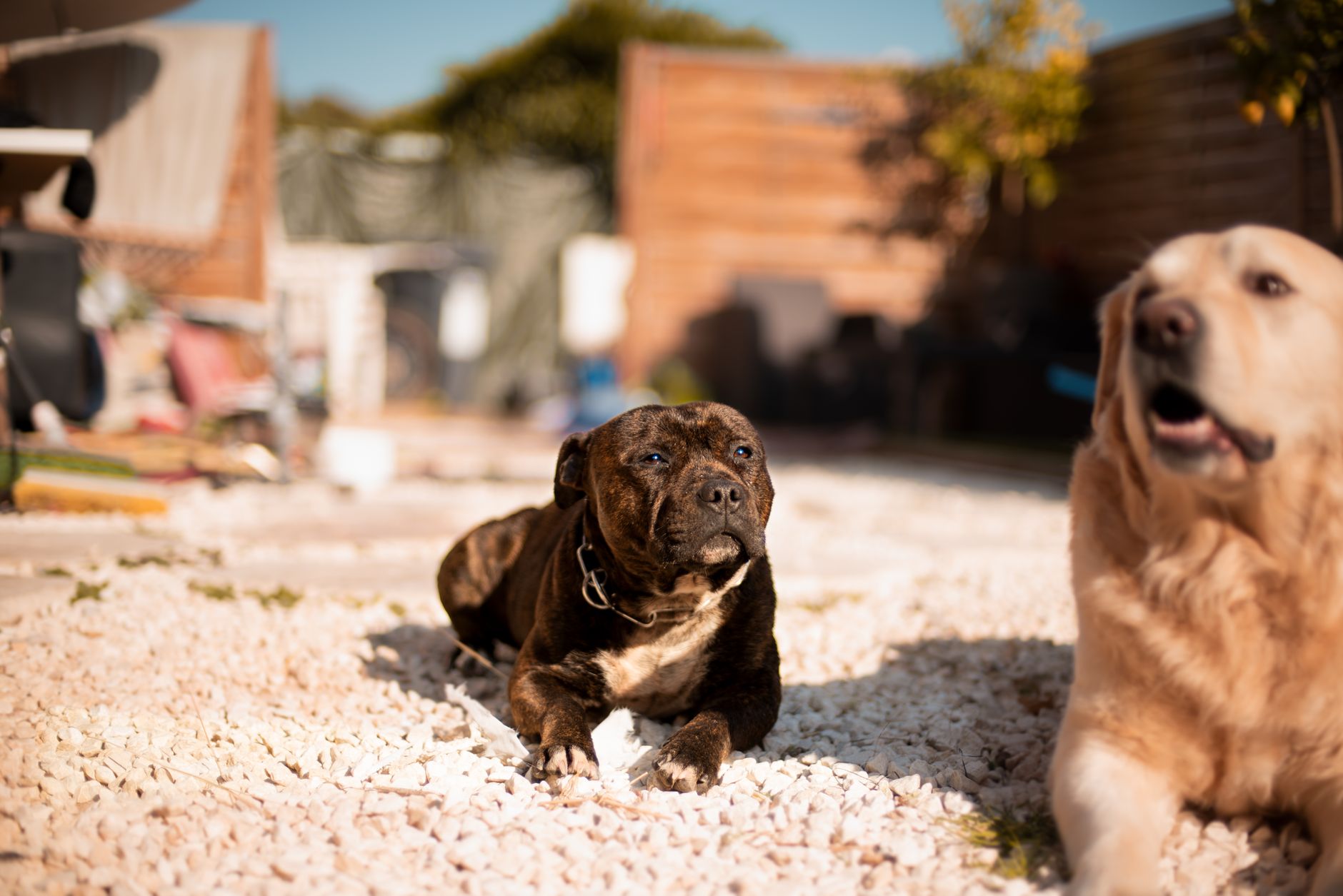 Köpeğiniz Halsizse: Basit mi, Yoksa Tehlikeli mi?