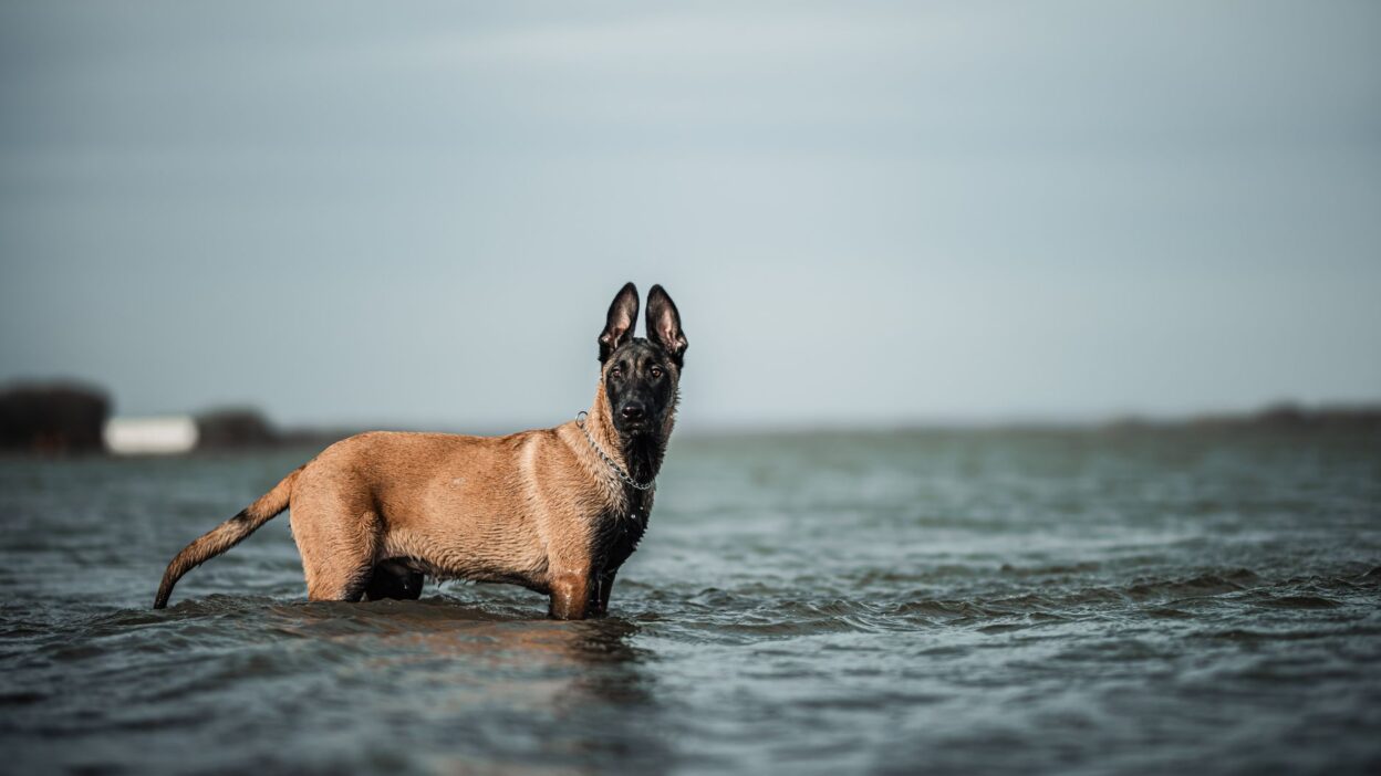 dog water 20207074