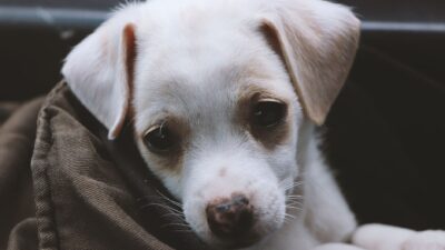 pet adoption 1203705
