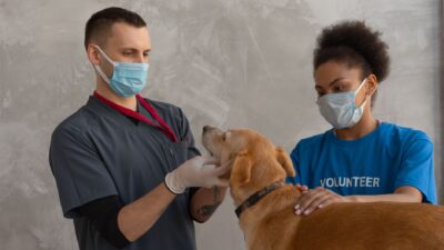 pet health 7470752
