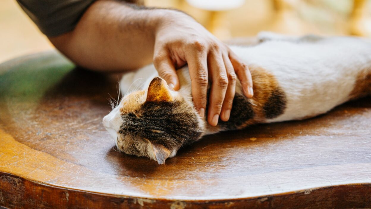 pet health signs 35656851