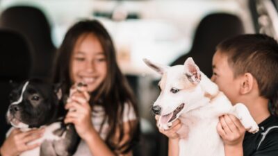 pet travel 4592063