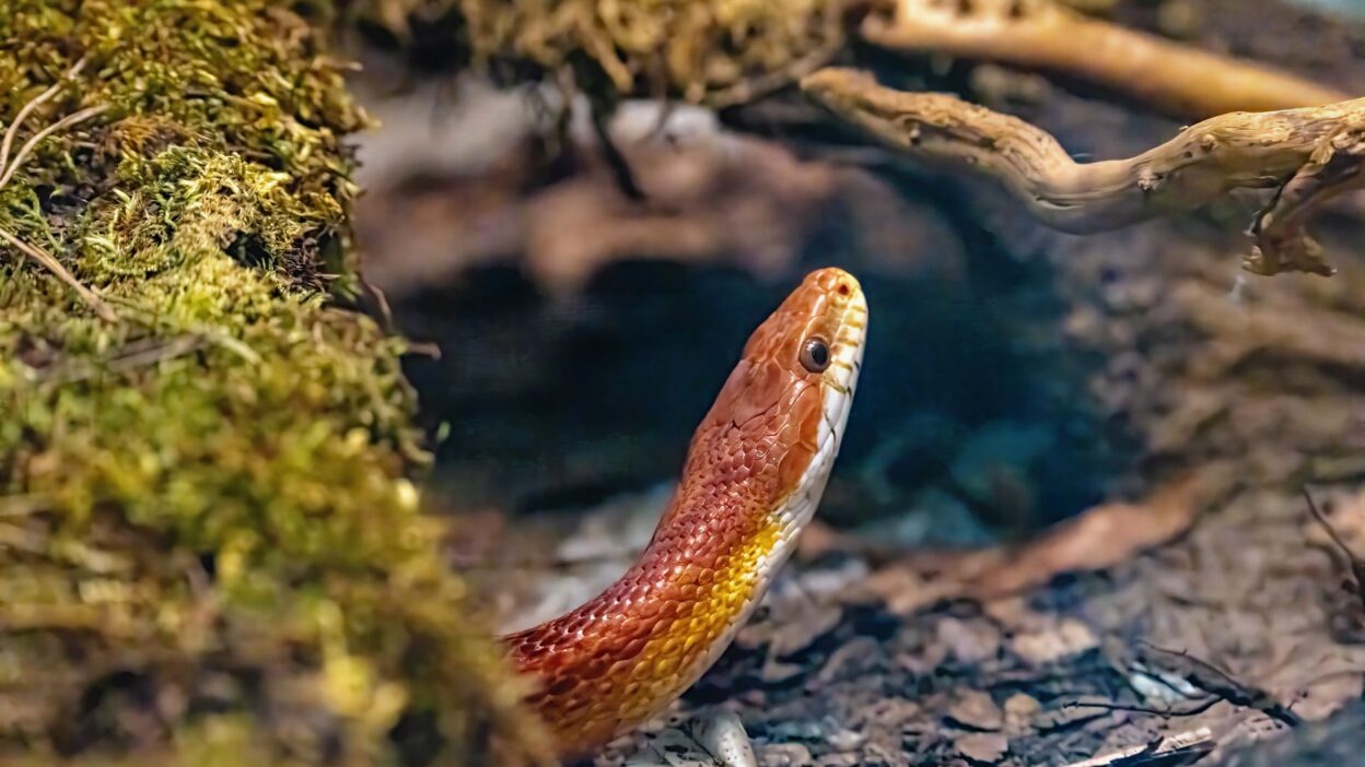 reptile care pet 32161863