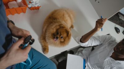 senior pet checkup 6235116