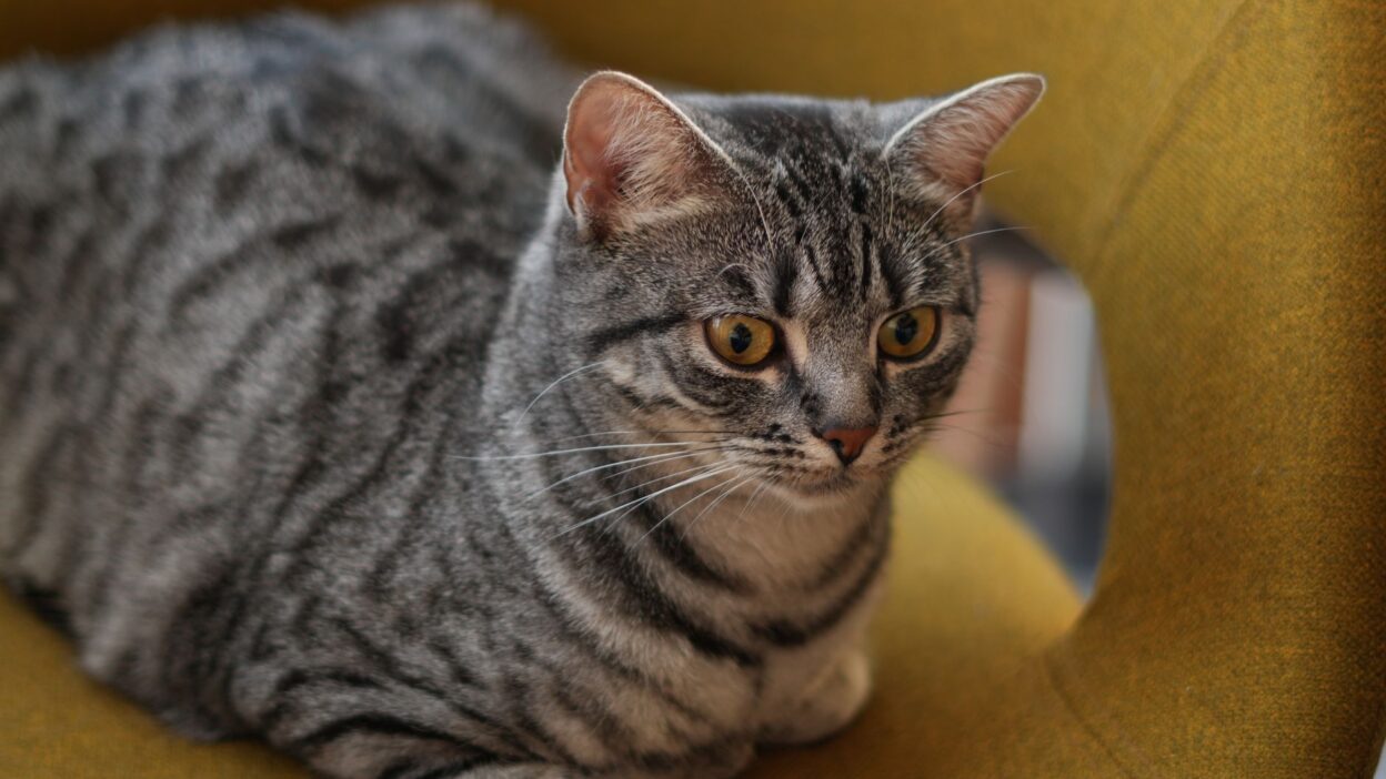 veterinarian cat 37116480