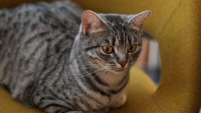 veterinarian cat 37116480