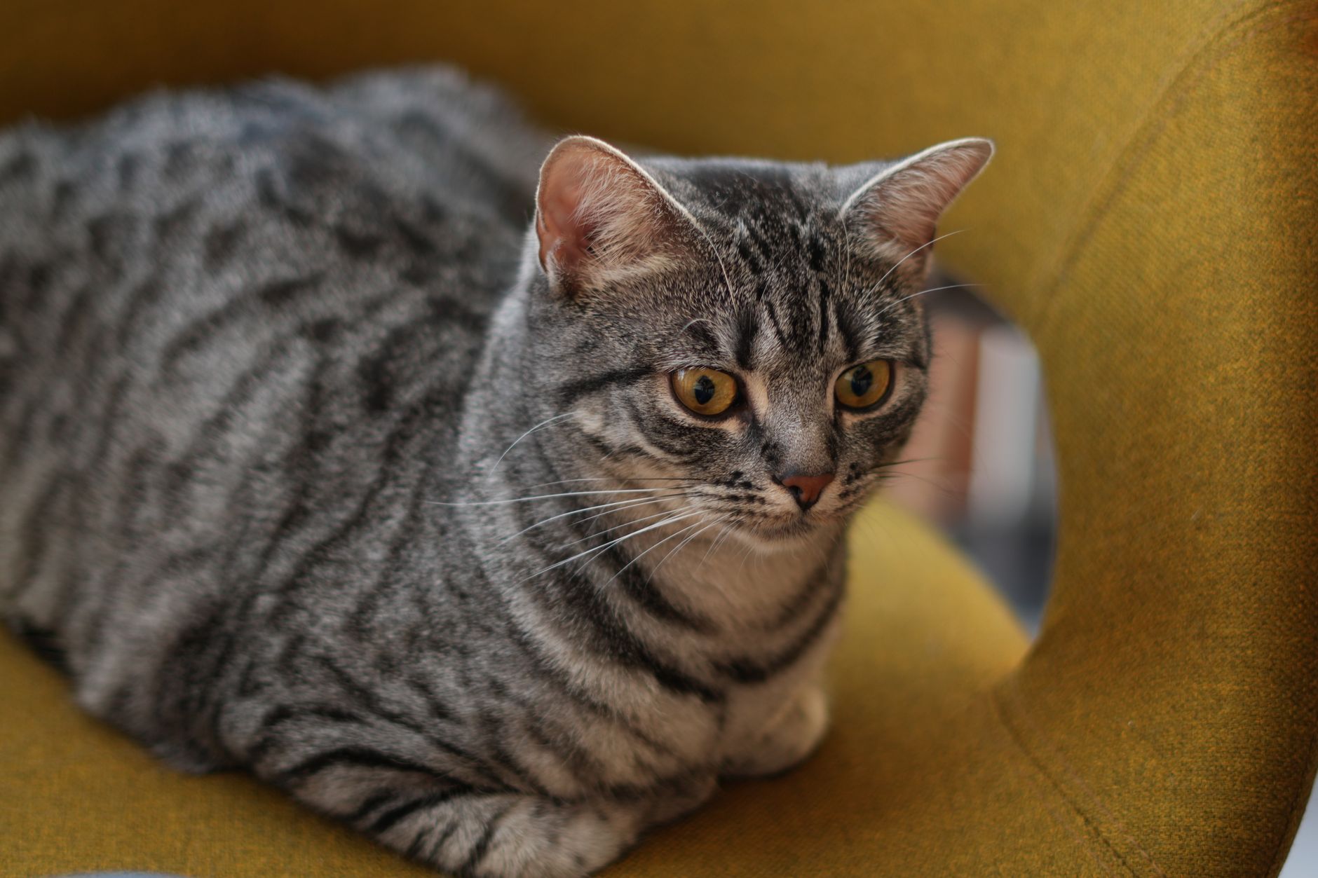 Veterinere Gitmeyi Erteleyenlerin En Çok Pişman...