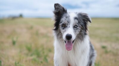 veterinarian dog 32952734