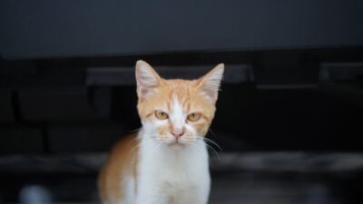 behavior cat 8640643