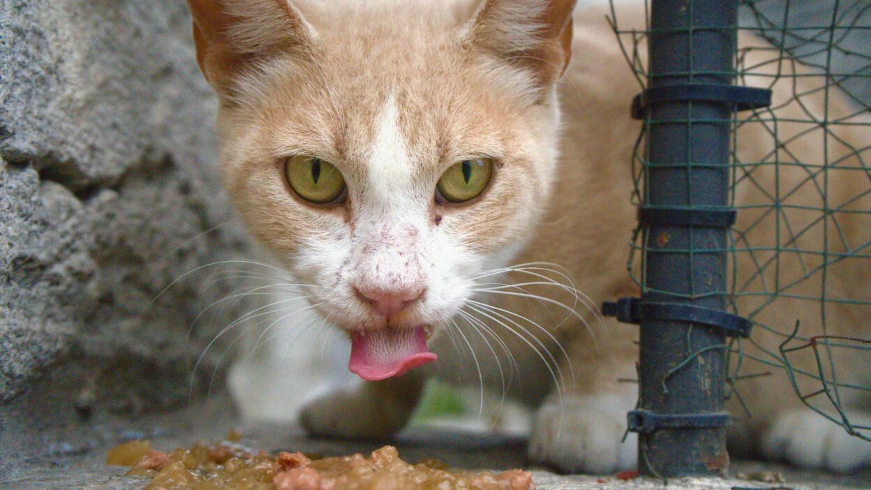 cat food 29254884