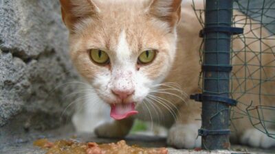 cat food 29254884