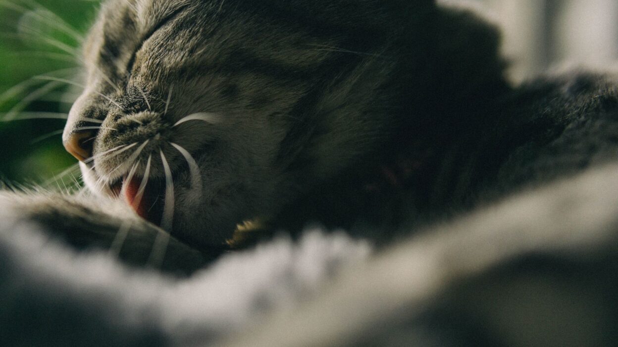cat grooming 13468635