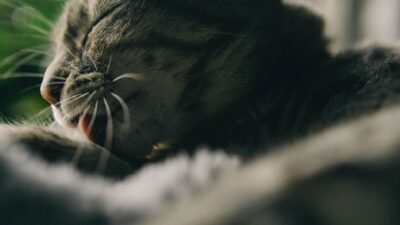 cat grooming 13468635