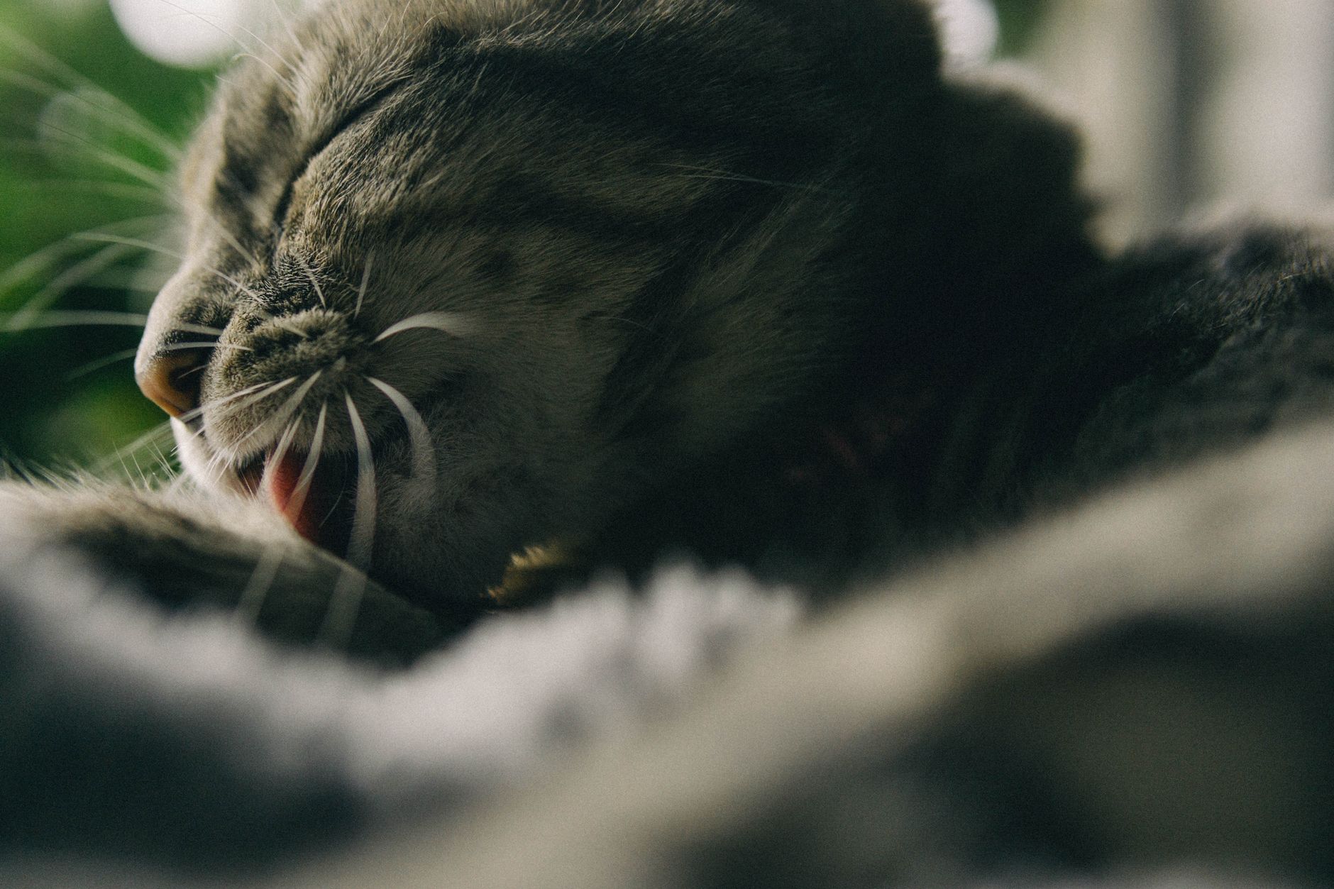 Kedi Tüy Bakımı ve Tarama Önerileri