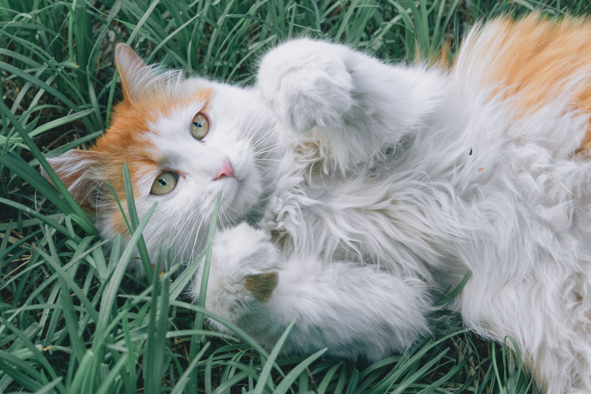 Kedi Tüy Bakımı ve Tarama Önerileri