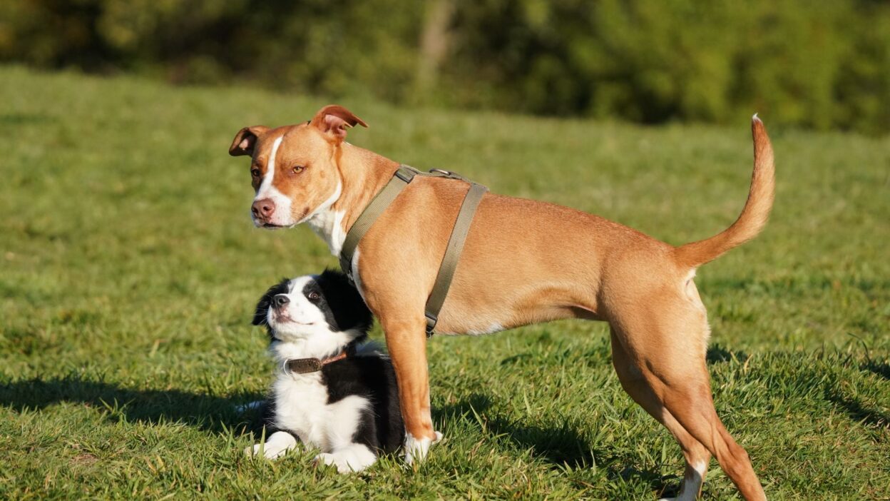 dog aggression 18834955