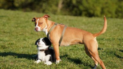 dog aggression 18834955