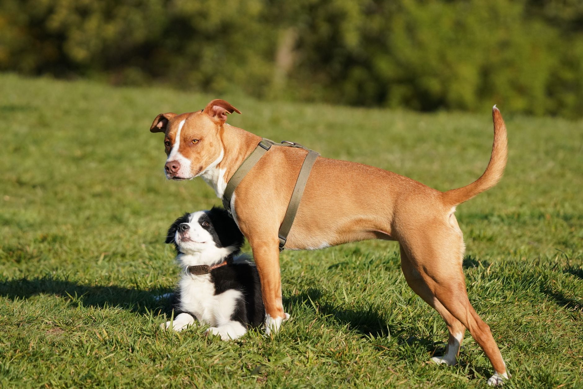 Köpeklerde Saldırganlık: Nedenleri ve Yönetimi