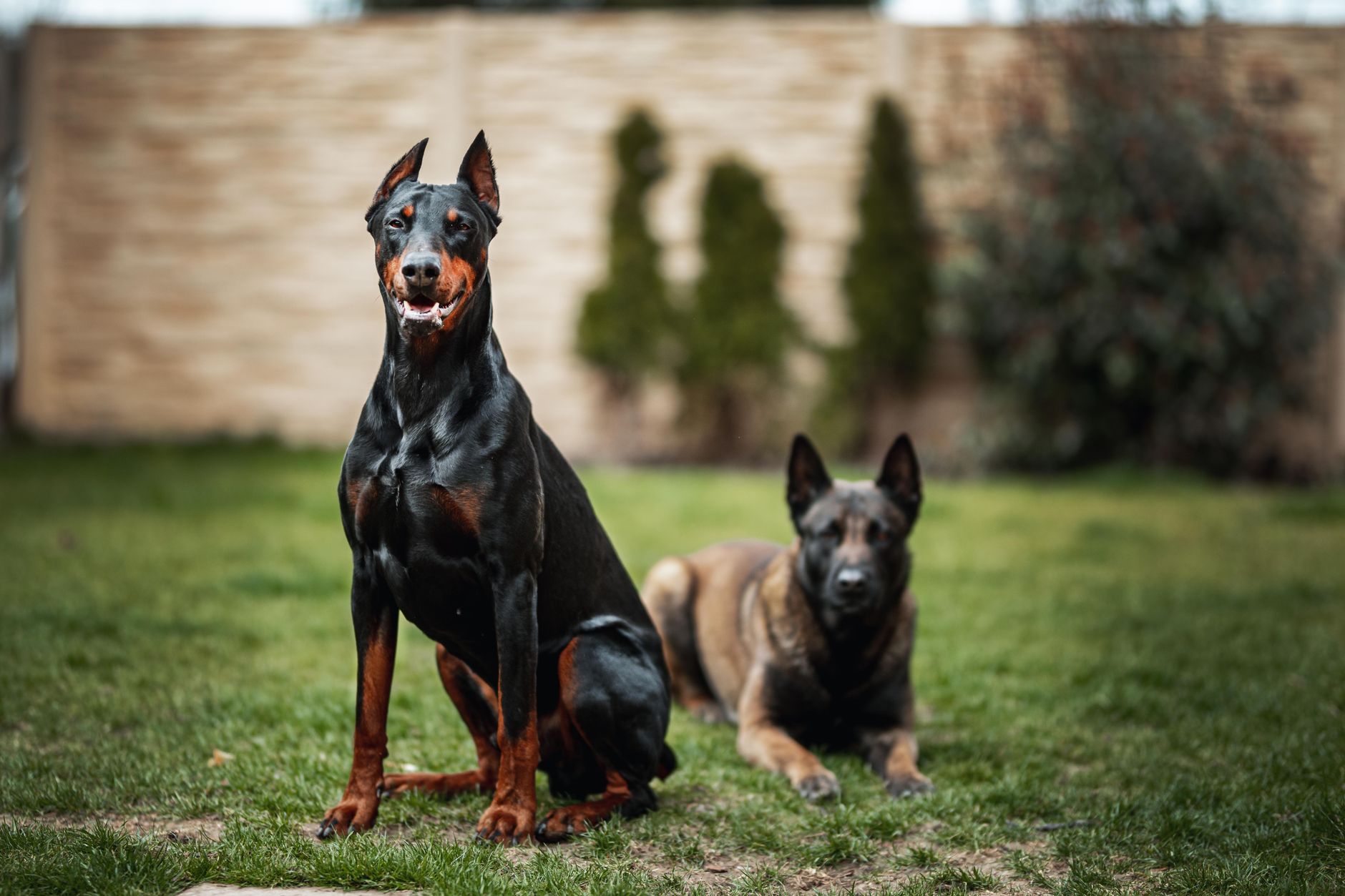 Köpeklerde Saldırganlık: Nedenleri ve Yönetimi