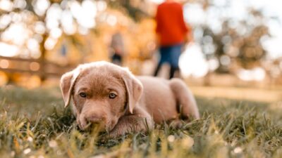 dog parvovirus 16232678
