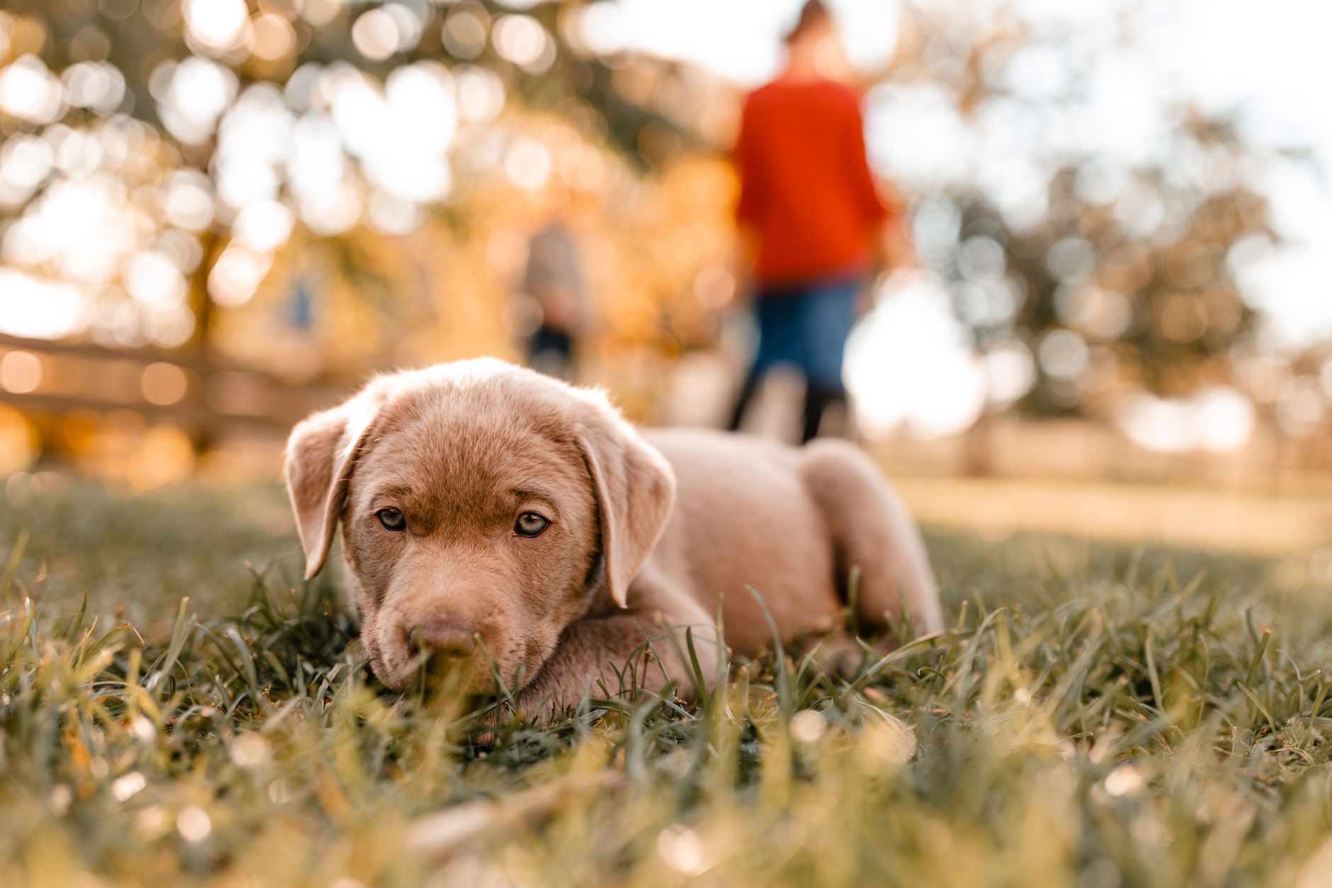 Köpeklerde Parvovirüs: Ölümcül Hastalığa Karşı ...