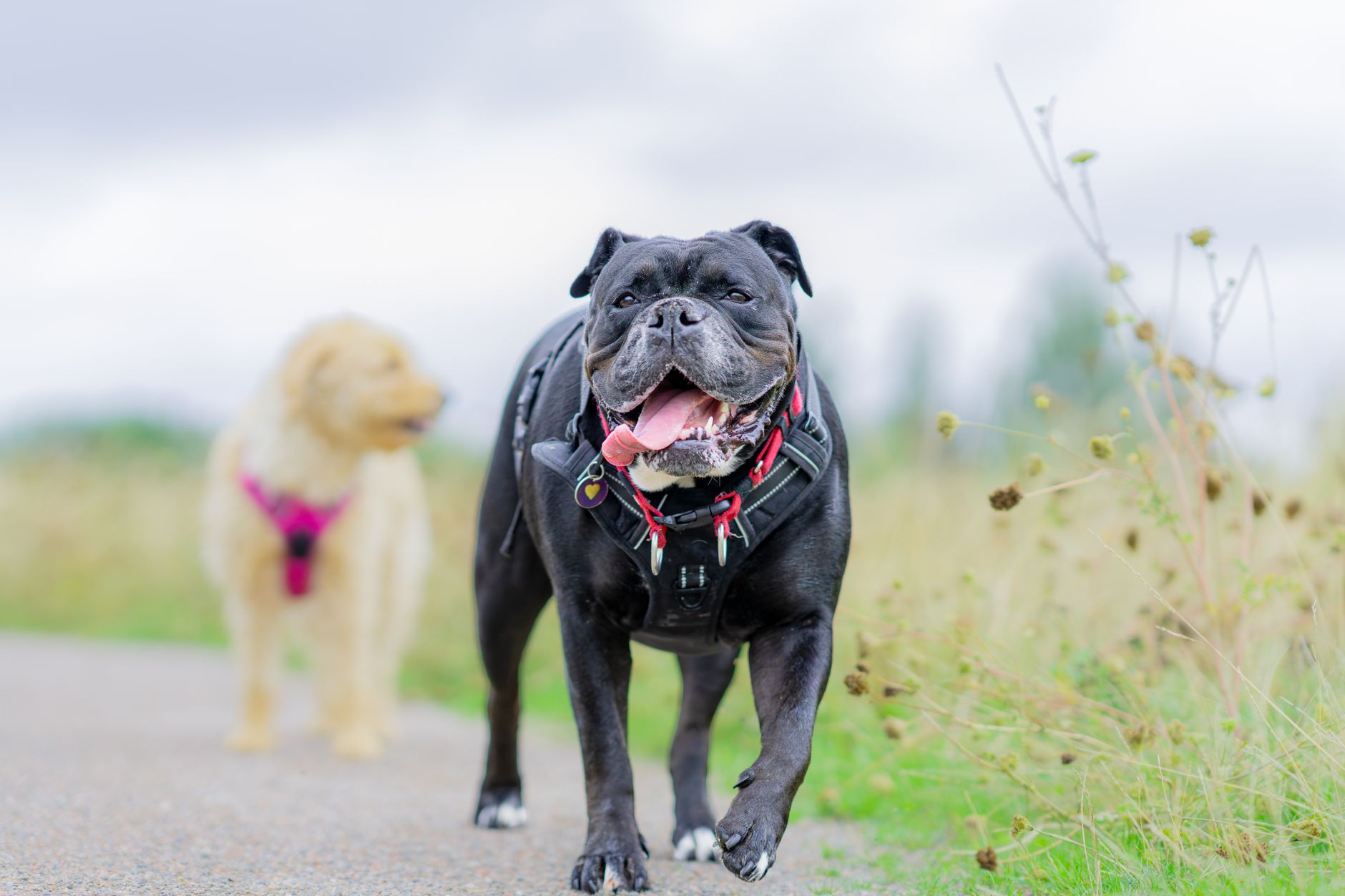 Köpeklerde Parvovirüs: Ölümcül Hastalığa Karşı ...