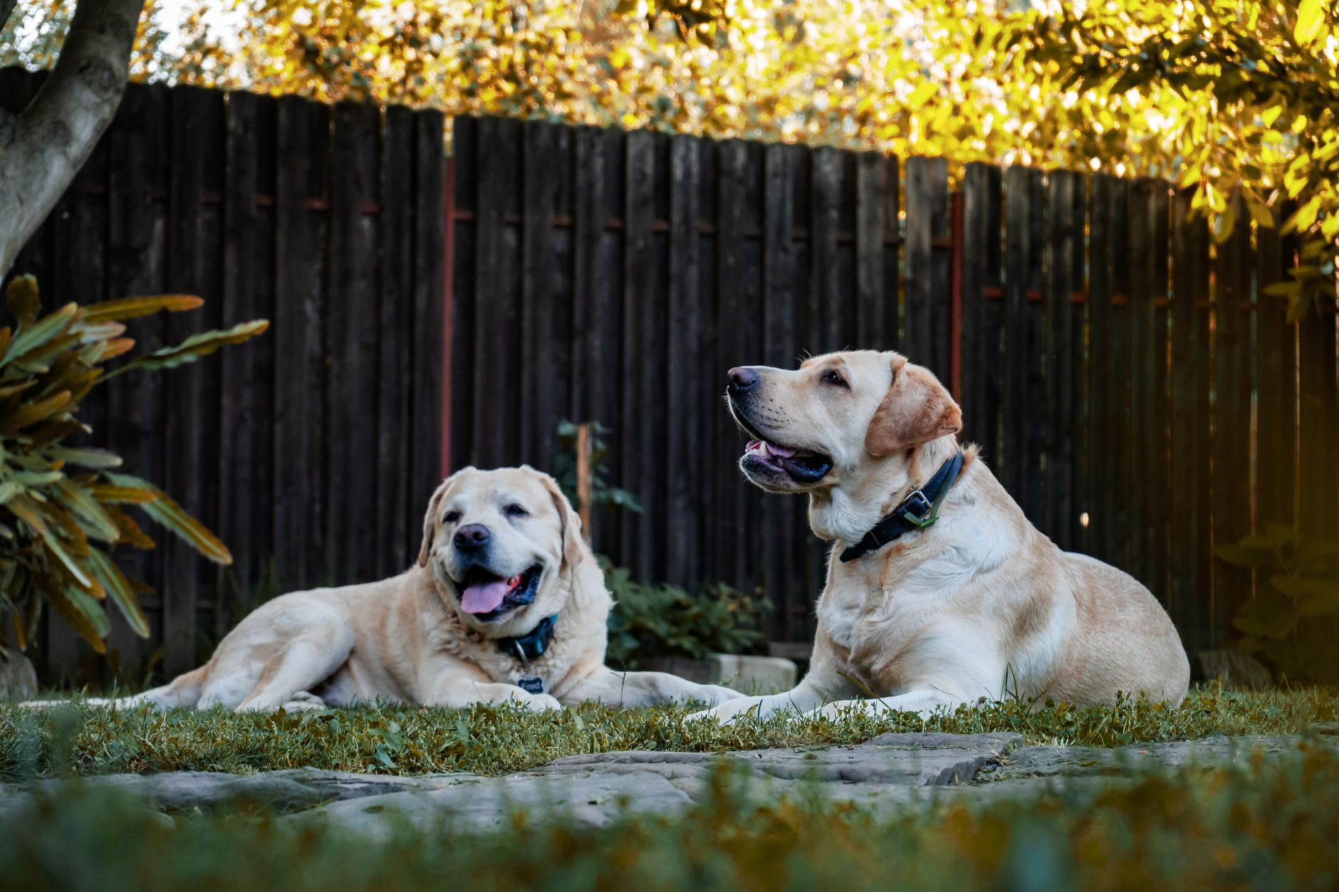 Köpeklerde Gebelik Süreci ve Belirtileri