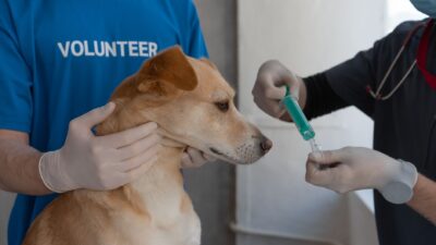 dog veterinarian 7469213