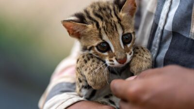 exotic pets 39115574