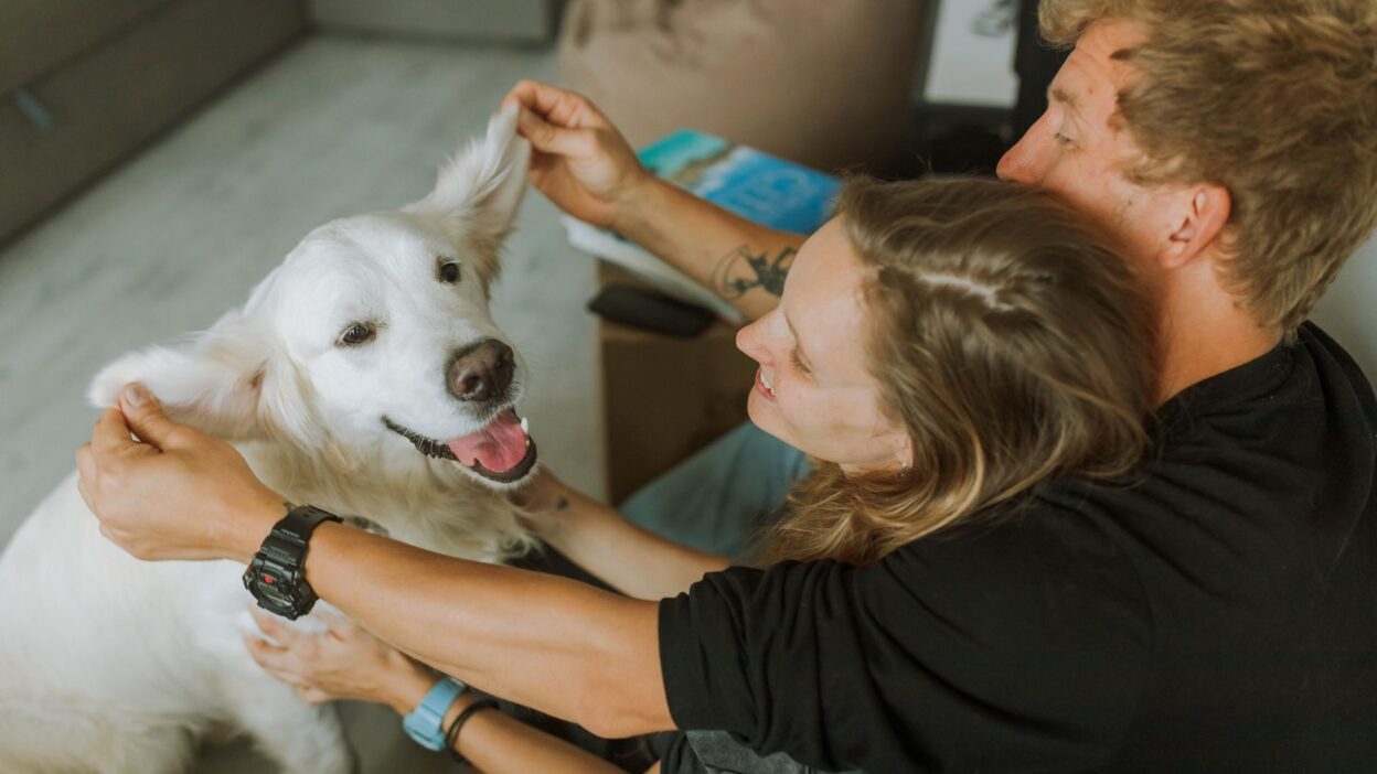 family dog 5495141