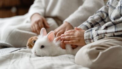 pet allergies 6845802