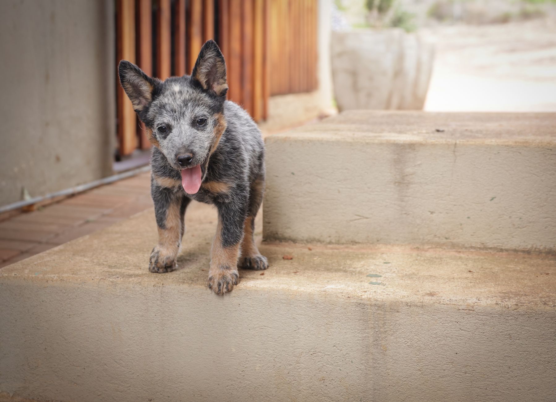 Yavru Köpek Bakımı: İlk Aydan İtibaren Bilmeniz...