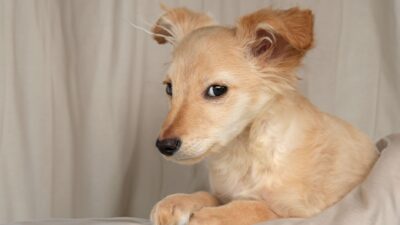 puppy care 39065818