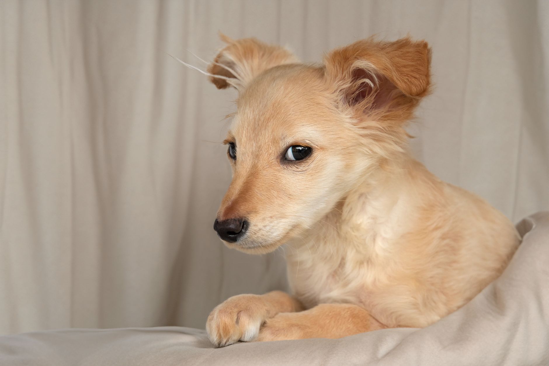 Yavru Köpek Bakımı: İlk Aydan İtibaren Bilmeniz...