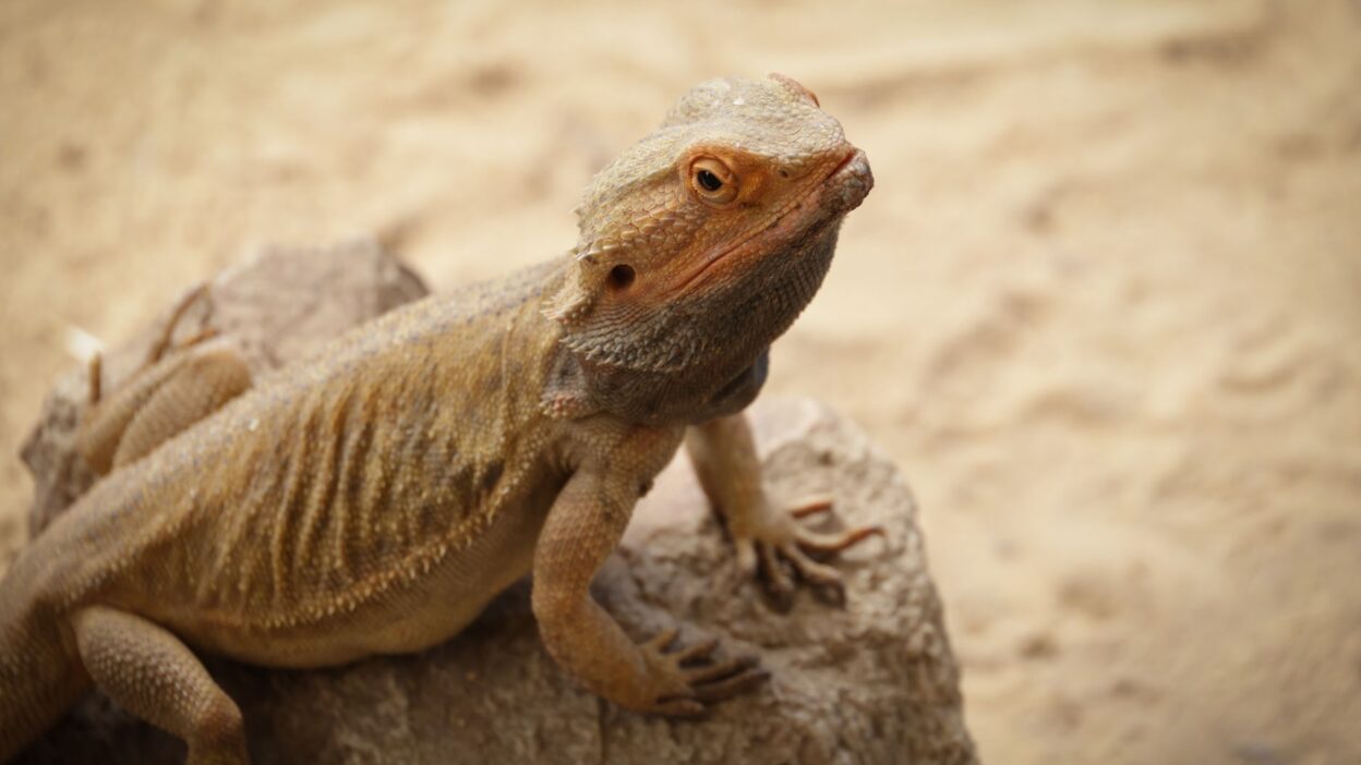 reptile feeding pet 34457247