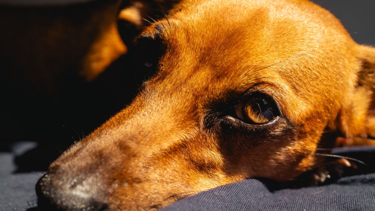 sick dog 20347610
